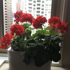 Meet your Posher, Carol